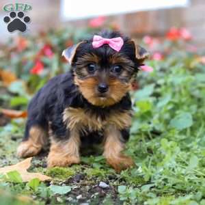 Mia, Yorkie Puppy